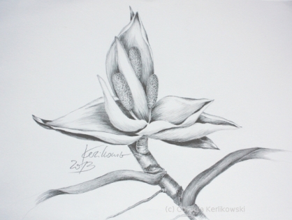 "tropische Blüte", Bleistiftzeichnung 20 x 30 cm, (c) Cordula Kerlikowski